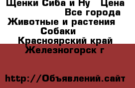 Щенки Сиба и Ну › Цена ­ 35000-85000 - Все города Животные и растения » Собаки   . Красноярский край,Железногорск г.